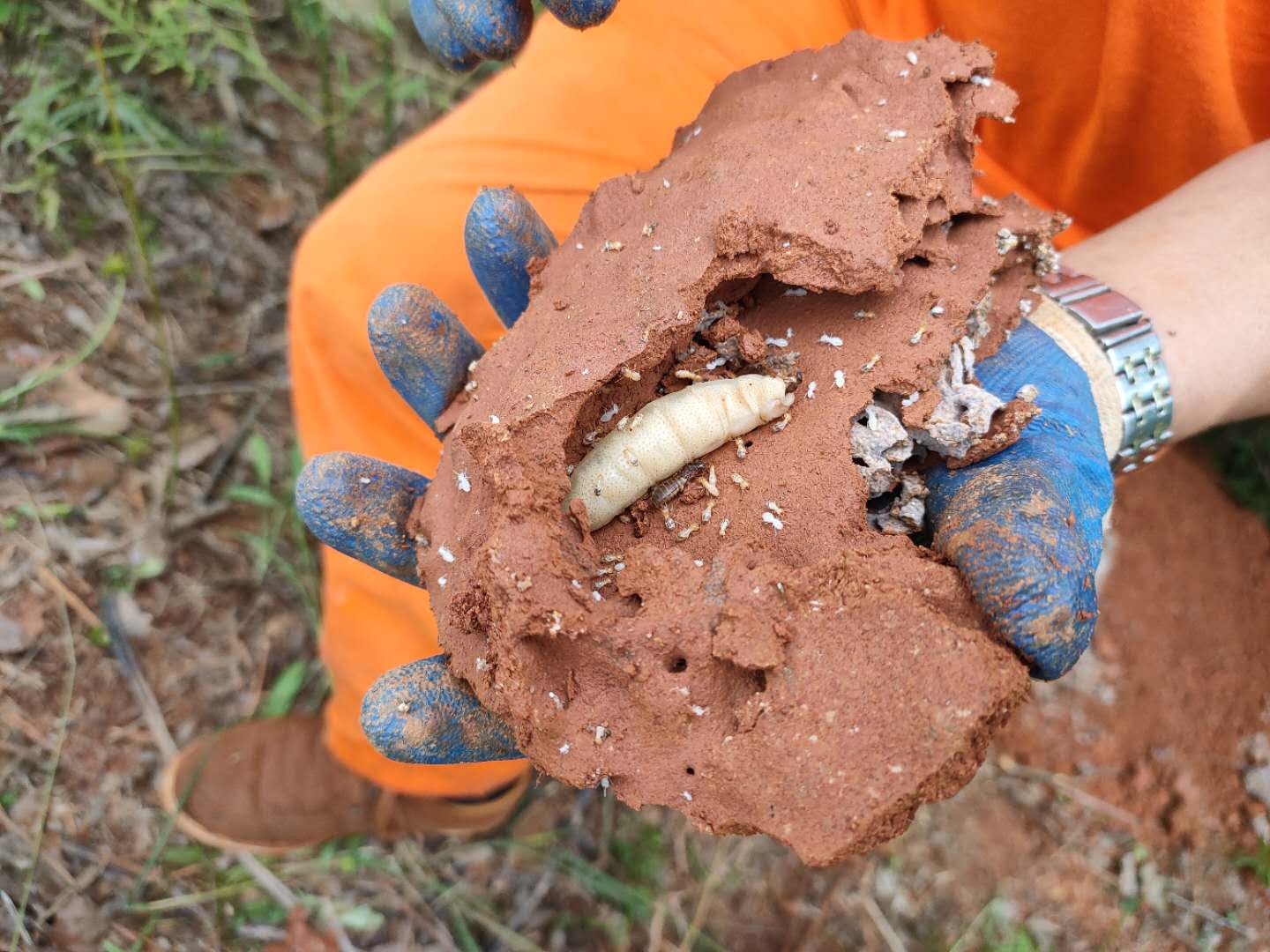 白蚁防治施工现场