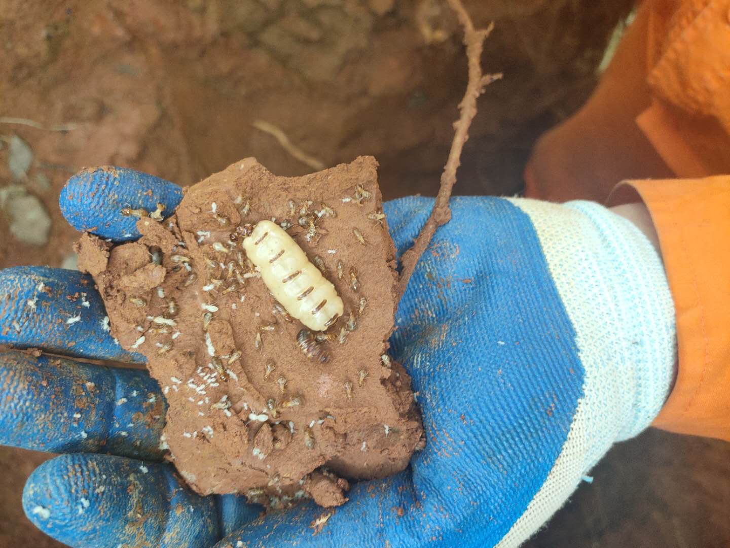 白蚁防治施工现场